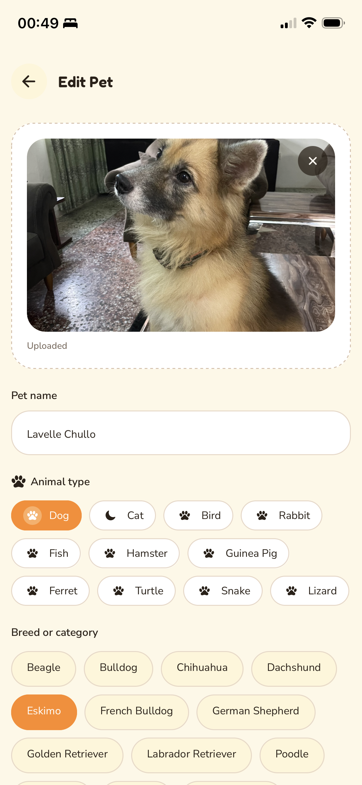 Petizzy edit pet